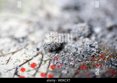 Cenere di sigaretta comune sfondo macro arte in stampe di alta qualità Foto Stock