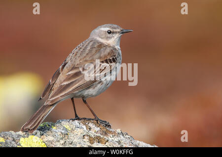 Acqua (pipit Anthus spinoletta), bella songbird seduto su una pietra al mattino, Krkonoše National Park, Repubblica Ceca Foto Stock