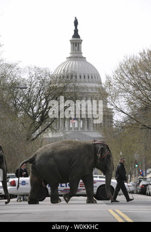 Un elefante dai fratelli Ringling e Barnum & Bailey Circus sfilate a South Capitol Street a Washington, 20 marzo 2006. Questo pachiderma Parade è per festeggiare il ritorno di "Il più grande spettacolo sulla terra' per la capitale della nazione. (UPI foto/Yuri Gripas) Foto Stock