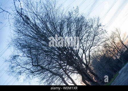 Diagonale ad albero sulla torre elettrico sfondo vintage arte in stampe di alta qualità Foto Stock