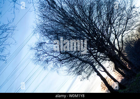 Diagonale ad albero sulla torre elettrico sfondo vintage arte in stampe di alta qualità Foto Stock