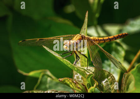 Regno Unito wildlife: femmina nero-tailed skimmer dragonfly (Orthetrum cancellatum) arroccato nelle siepi Foto Stock