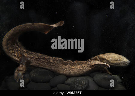 Dal 2009, personale al Wildlife Conservation Society il Bronx Zoo sono state lavorando dietro le quinte per salvare il hellbender orientale. Ora, questo elusivo salamander può essere visto in una nuova mostra allo zoo storico della casa del rettile inizio Aprile 26, 2017. Il hellbender orientale è una grande specie di salamandra nativo di acqua dolce di fiumi e torrenti in Nord America Orientale. Lo stato di New York elenca i hellbender come una specie di particolare preoccupazione. Le popolazioni sono in declino a causa di diversi fattori tra cui oltre chytrid fungo, inquinamento delle acque e la distruzione degli habitat. Foto di Julie Larsen Maher/WC/UPI Foto Stock