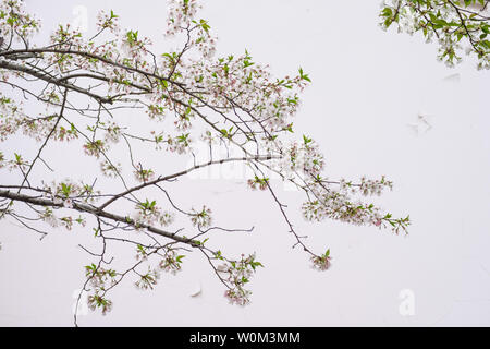 Fiori Ciliegio al tempio Hanshan a Suzhou Foto Stock