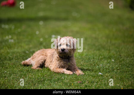 Border Terrier, cute cane,cucciolo. Una rara bionda border terrier cucciolo, cercando carino, curiosi Foto Stock
