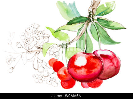 Disegnata a mano di pittura ad acquerello cherry su sfondo bianco Foto Stock
