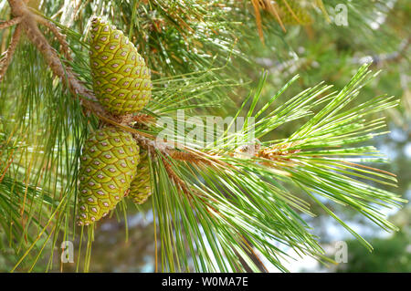 Verde di pini di rocche su un ramo di pino, Pinus pinaster, con i raggi del sole che passano attraverso il aghi di pino Foto Stock