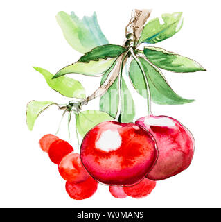 Disegnata a mano di pittura ad acquerello cherry su sfondo bianco Foto Stock