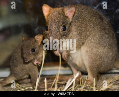 Dopo aver vissuto nella sua madre della sacca per più di tre mesi, un pennello minacciate-tailed bettong joey presso il Lincoln Park Zoo di Chicago infine emerso il 5 giugno 2008 . Questo minuscolo marsupiale che pesa solo 2 o 3 libbre quando completamente cresciuti è nativo di Australia sudoccidentale. Questa specie rare, era quasi estinta nel selvaggio dai primi del novecento a causa di predazione da parte di animali introdotti come gatti, topi e volpi. Fortunatamente, gestito programmi di allevamento e recupero gli sforzi sono in corso per garantire la sopravvivenza di specie. (UPI foto/Greg Neise/Lincoln Park Zoo) Foto Stock