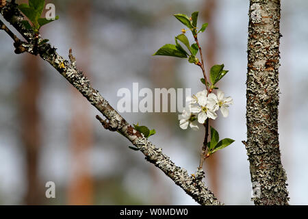 Delicato bianco ciliegio fiori che fioriscono in primavera Foto Stock