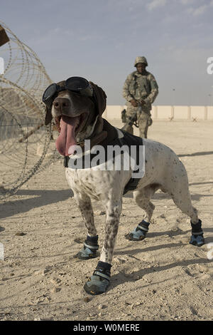 Haus, un militare di cane da lavoro con la 380 Expeditionary forze di sicurezza squadrone e il suo staff di handler Sgt. Codoli Zerrick, eseguire un perimetro casuale sweep in una località segreta in Asia sud-ovest. Il sergente tarsi e Haus hanno lavorato insieme per circa un anno e sono implementati dalla Air Force Academy. (UPI foto/Kevin Hubbard/STATI UNITI Air Force) Foto Stock