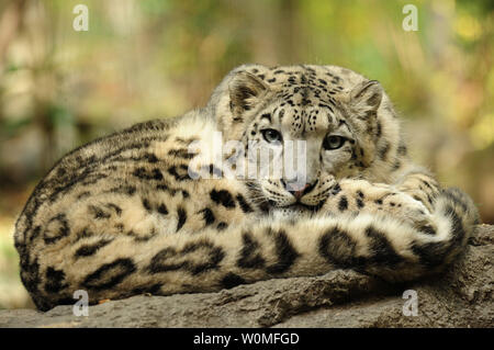 Un snow leopard è visto al Wildlife Conservation Society il Bronx Zoo di New York il 23 ottobre 2009. UPI/Julie Larsen Maher/Wildlife Conservation Society Foto Stock