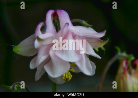 Una rosa ammorbidito columbine fiore in close up Foto Stock