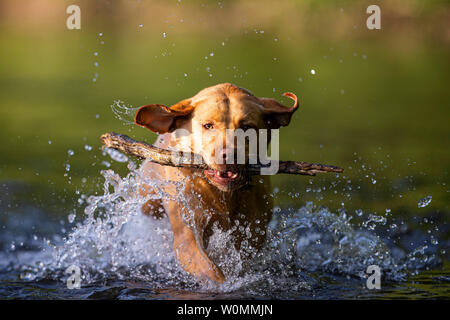 Cardiff, Galles, UK. Il 27 giugno 2019. Un cane non si raffredda in un fiume di Cardiff durante un incantesimo di calda estate meteo in tutto il Regno Unito. Credito: Mark Hawkins/Alamy Live News Foto Stock