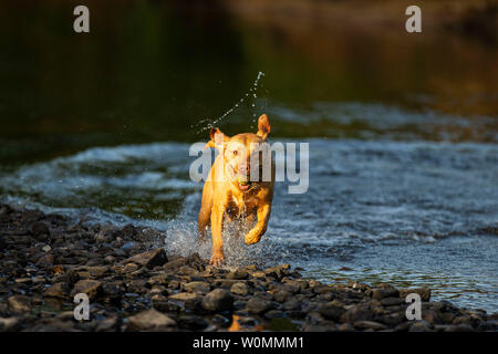 Cardiff, Galles, UK. Il 27 giugno 2019. Un cane non si raffredda in un fiume di Cardiff durante un incantesimo di calda estate meteo in tutto il Regno Unito. Credito: Mark Hawkins/Alamy Live News Foto Stock