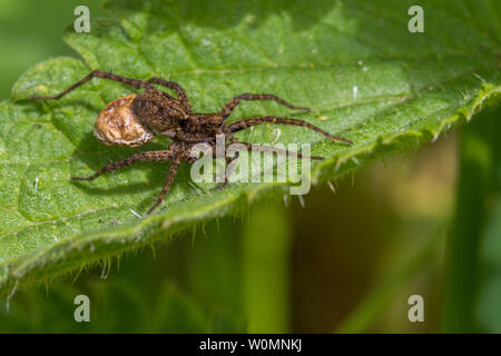 Femmina lupo maculato spider, Pardosa amentata, portando il suo uovo sac sotto il suo addome arroccato su una foglia al sole, REGNO UNITO Foto Stock