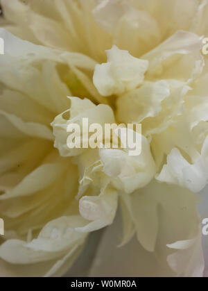Peonia fiore come natura macro fotografia Foto Stock
