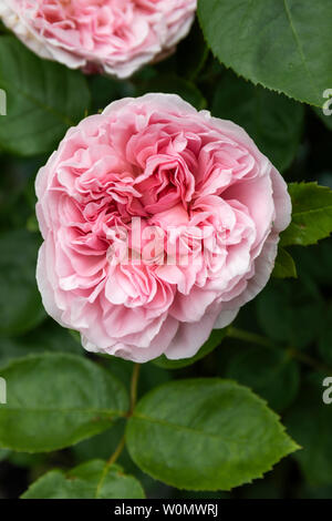 Primo piano di una rosa pallida - Rosa St Switun - una bella rosa da arrampicata fiorita nel Regno Unito Foto Stock