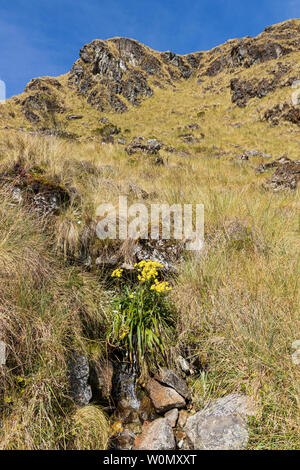 Inca Trail, Day 2, Huayllabamba, oltre Ara de Huarmihuanusca, morto pass womans, Pacay Mayo Alto, Perù, Sud America Foto Stock