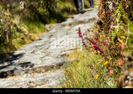 Inca Trail, Day 2, Huayllabamba, oltre Ara de Huarmihuanusca, morto pass womans, Pacay Mayo Alto, Perù, Sud America Foto Stock