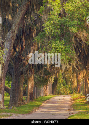 Baldacchino di alberi di quercia e muschio Spagnolo a Cumberland Island National Seashore, Georgia, Stati Uniti d'America. Foto Stock