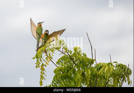 Madagascar bee eater bird Foto Stock