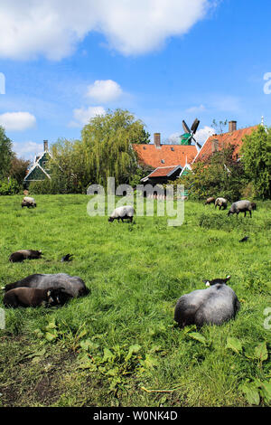 La vita in Zaanse Schans - agriturismo e pecore in Nederland Foto Stock