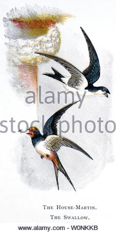 Rondine (Hirundo rustica) e Casa Martin (Delichon urbicum), Illustrazione vintage pubblicato in 1898 Foto Stock