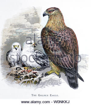 Aquila reale (Aquila chrysaetos), a nido d'aquila con eaglets, illustrazione vintage pubblicato in 1898 Foto Stock