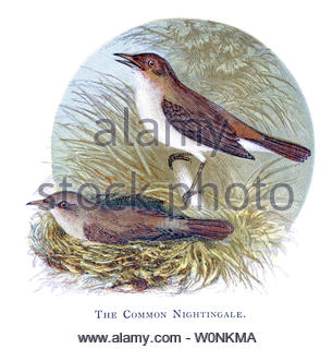 Nightingale (Luscinia megarhynchos), Illustrazione vintage pubblicato in 1898 Foto Stock