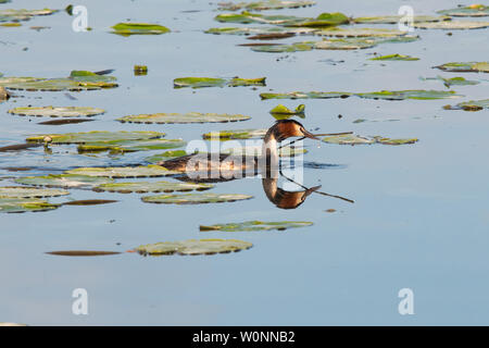 Svasso maggiore - Podiceps cristatus - raccolta di canne come materiale di nidificazione, Rockland ampia, Norfolk, Inghilterra, Regno Unito Foto Stock