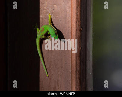 Giorno gecko nel parco di andasibe, madagascar Foto Stock