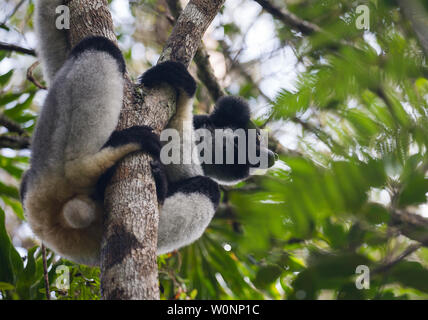 Wild indri in andasibe parco nazionale del Madagascar Foto Stock