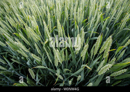 La maturazione verde spighe di grano al tramonto a inizio estate bellissimo paesaggio naturale. Ricco raccolto concept Foto Stock