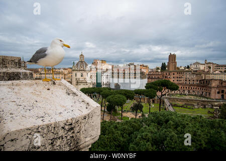 Seagull a Roma su un tetto con foro romano in background Foto Stock