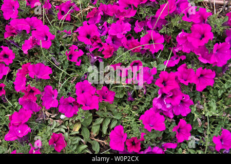 Un'immagine di molti fiori fucsia e forma a campana preso in un giardino della città Foto Stock