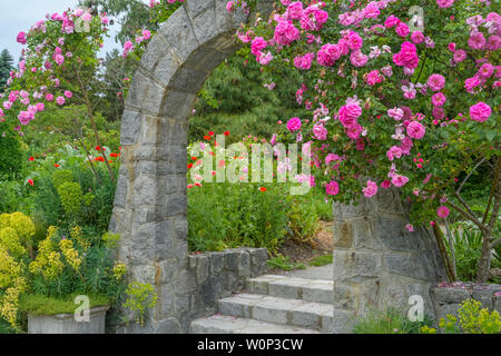 Rose arbor, giardino di rose, VanDusen Botanical Garden, Vancouver, British Columbia, Canada Foto Stock