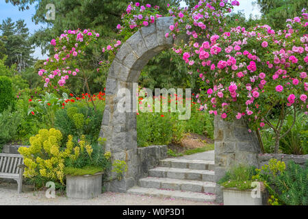 Rose arbor, giardino di rose, VanDusen Botanical Garden, Vancouver, British Columbia, Canada Foto Stock