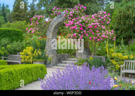 Rose arbor, giardino di rose, VanDusen Botanical Garden, Vancouver, British Columbia, Canada Foto Stock