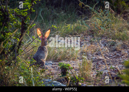 Scrub lepre vista posteriore in retroilluminato in Parco Nazionale Kruger, Sud Africa ; Specie Lepus saxatilis famiglia dei leporidi Foto Stock