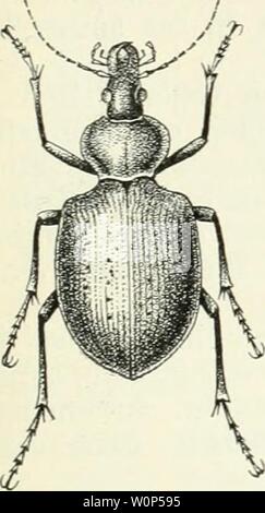 Immagine di archivio da pagina 12 di Der Käfersammler caldaia a recupero von der. Der Käfersammler. Caldaia a recupero. von der Redaktion des guten Kameraden derkfersammler00bauauoft Anno: 1911 33au unb Sefdjreüumg ftöfer bcr. 23orber6ruft; biefe trägt bas norbere 23einpaar. £er mittlere Jett Reifet o&en 9)iittelrücf en in iljm finb bie Foto Stock