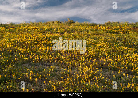 Una rara super fioritura della primavera bee fiori e chaenactis sulle pendici delle colline dipinte nel centro di Oregon John Day Fossil Beds National Monument. Foto Stock