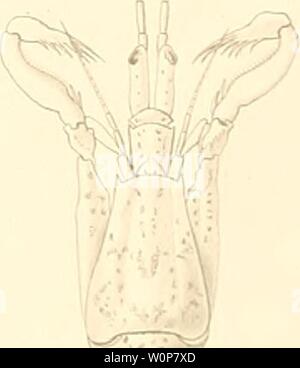 Archivio immagine dalla pagina 22 della descrizione de quelques Crustacés nouveaux. Descrizione de quelques Crustacés nouveaux ou peu connus provenant du Musée de M.C. Godeffroy descriptiondeque00miln Anno: 1873] Foto Stock