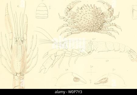 Archivio immagine dalla pagina 22 della descrizione de quelques Crustacés nouveaux. Descrizione de quelques Crustacés nouveaux ou peu connus provenant du Musée de M.C. Godeffroy descriptiondeque00miln Anno: 1873] F Foto Stock