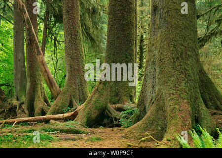 Stati Uniti d'America, Washington, il Parco Nazionale di Olympic, Sitka Spruce alberi dimostrare arginato forma di crescita dall'inizio la crescita su un nurselog, Hoh Rain Forest. Foto Stock