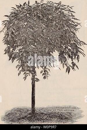 Immagine di archivio da pagina 27 del catalogo descrittivo di alberi, arbusti,. Catalogo descrittivo di alberi, arbusti, vigneti e alberi sempreverdi descriptivecatal1892thom Anno: 1892 piangendo Cerasus serotina pendula. (Pianto di ciliegio selvatico.) gli alberi. Cenere, Fraxinus excelsior pendula. Green abbaiato SI 25 ' Fraxinus excelsior pendula aurea. Golden abbaiato SI 25 ' Fraxinus excelsior lenticifolia pen- dula SI 25 questi formano ampie teste, nel tempo consentendo di utilizzare sedi al di sotto di esse, se desiderato, oppure essi possono essere potate a formare più compatta tops. Faggio Fagus sylvatica pendula Si oo Questo è il verde brillante delle foglie di Foto Stock