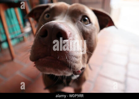 Vicino la foto di un cane pitbull del naso e della bocca Foto Stock