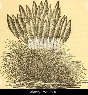Immagine di archivio da pagina 28 del catalogo descrittivo di Lake George. Catalogo descrittivo di Lake George vivai : INVERNO 1887-8 descriptivecatal1887wwha Anno: 1887 Lake George vivai. 2$ ers, molto dolce profumato. Fioriscono in aprile, e sono molto apprezzati per la coltivazione su piazze, portici, ecc. Prezzo di 25 centesimi di euro ciascuna. Pampa erba.-questa erba cresce in grandi mazzi, e nel mese di agosto invia beau- tiful fiori bianchi. Sono un grande successo in questo stato. Foto Stock