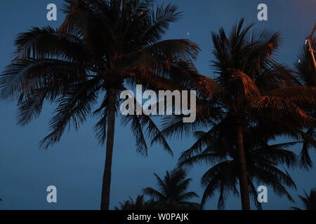 Le palme di notte Foto Stock