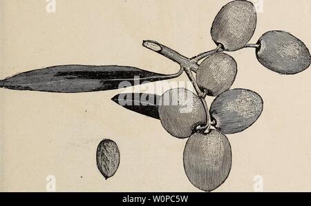 Immagine di archivio da pagina 40 del catalogo descrittivo di alberi da frutto. Catalogo descrittivo di alberi da frutto piccoli frutti, ecc descriptivecatal1892cali Anno: 1892 Dipartimento di frutta. 35 fruttato dolce-FYuit molto grandi con dolce e succosa polpa ; matura presto. Sub-acido Fruited-The varietà comunemente coltivate nei giardini qui ; la maturazione tardiva, e saranno appesi sugli alberi a metà inverno. Struttura di servizio. Il vero servizio Tree-fiori color crema; il frutto quando è completamente maturo, o ammorbidita dal gelo e mantenendo, diventa marrone e soft, somigliante ad un nespola ; non possono essere usati allo stato verde. COLUMELLA OLIVA. L'uva. F Foto Stock